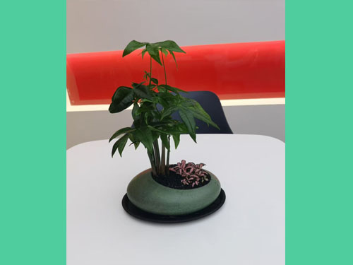 设计院：绿植租摆